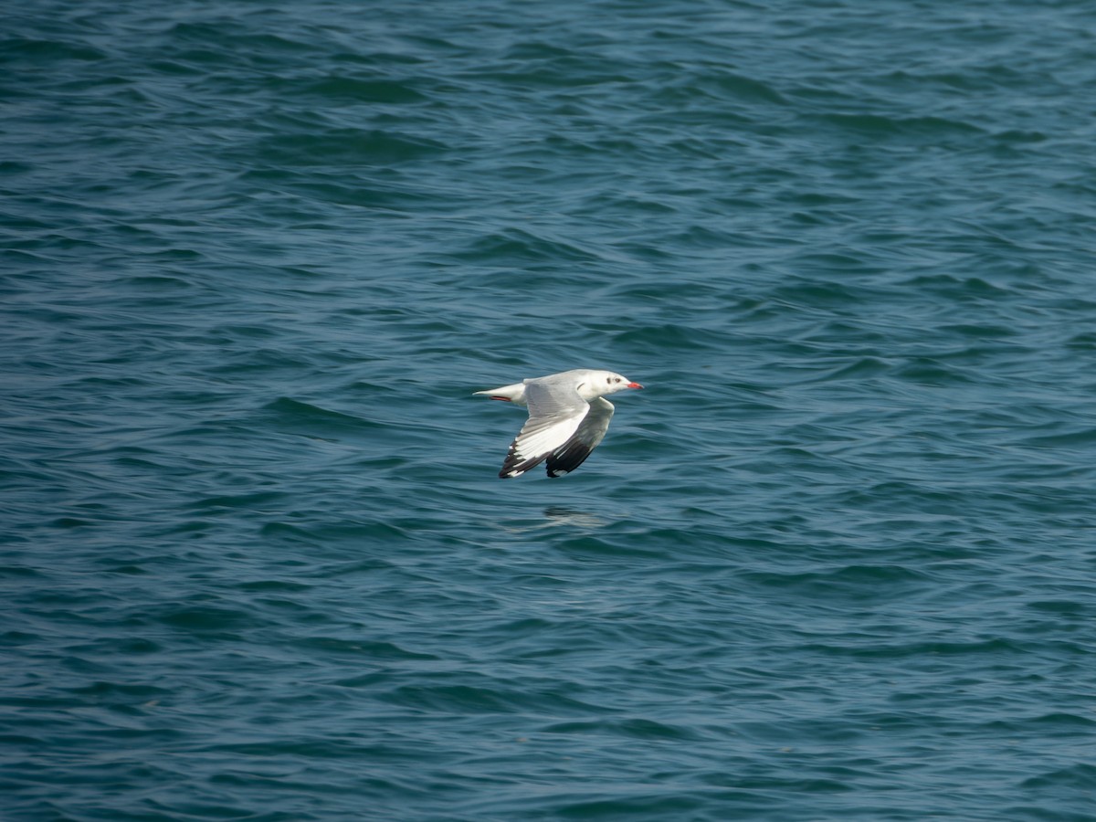 racek hnědohlavý - ML647074199