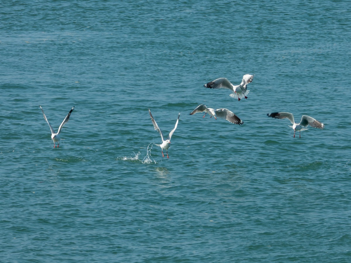 racek hnědohlavý - ML647074200