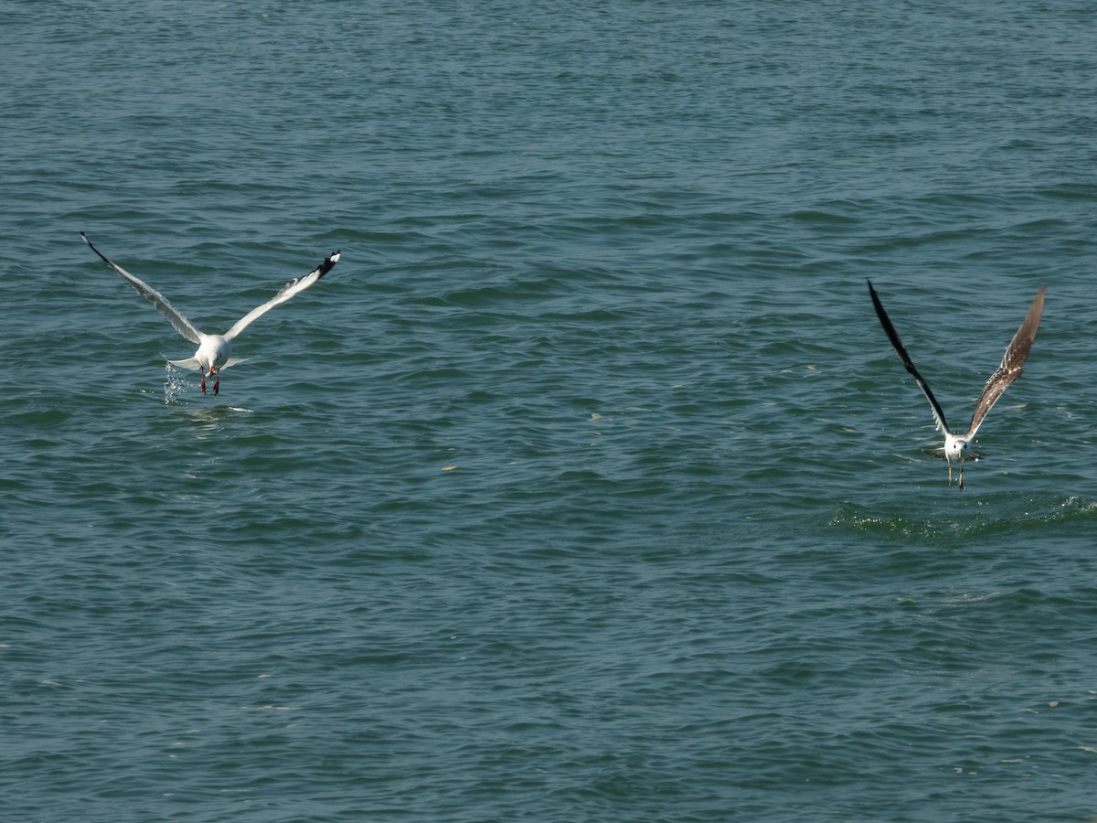 racek hnědohlavý - ML647074201