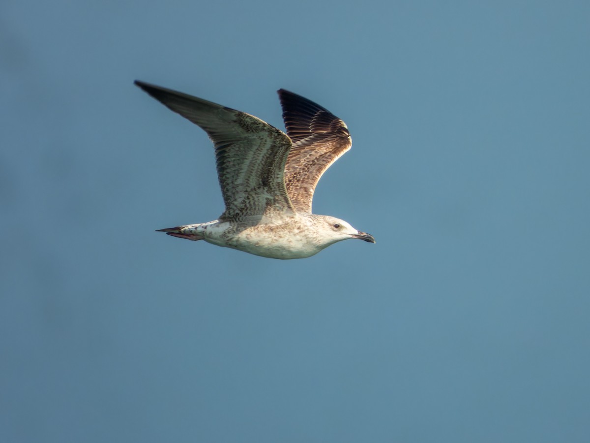 Kaio iluna - ML647074204