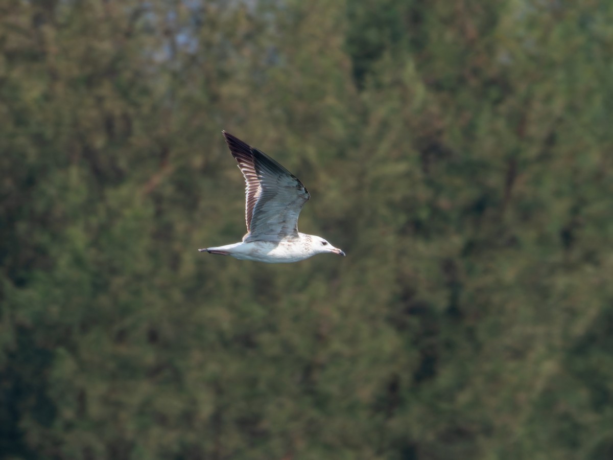 Kaio iluna - ML647074205