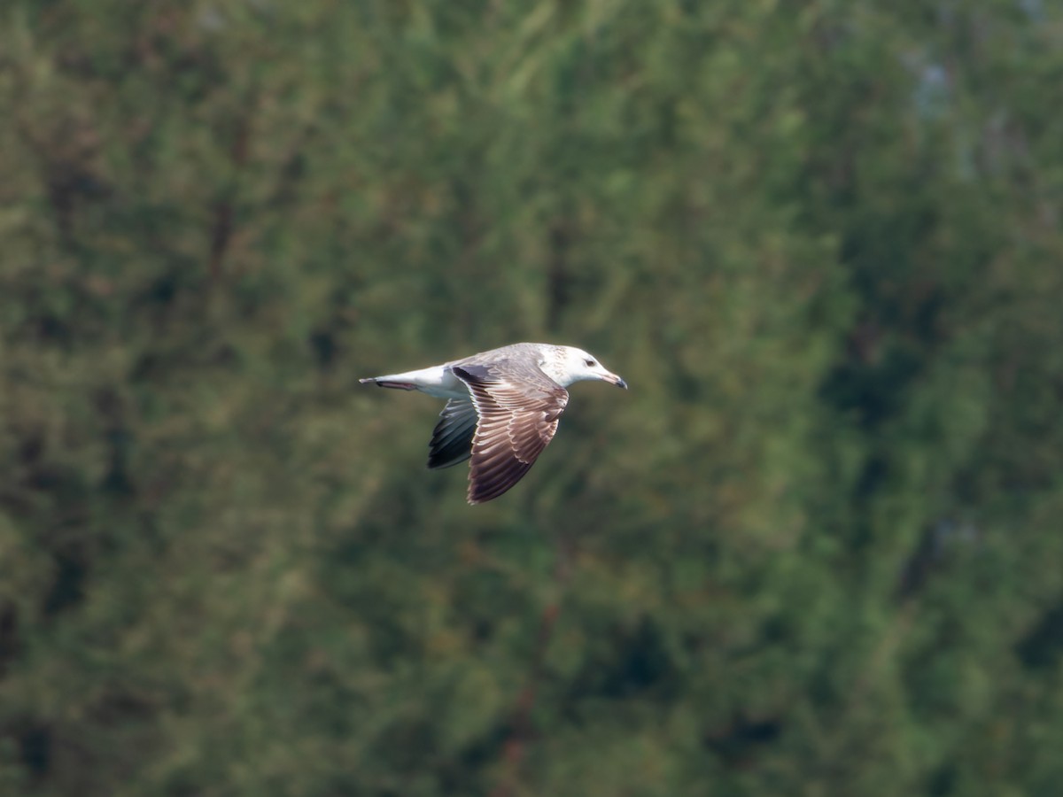 Kaio iluna - ML647074206