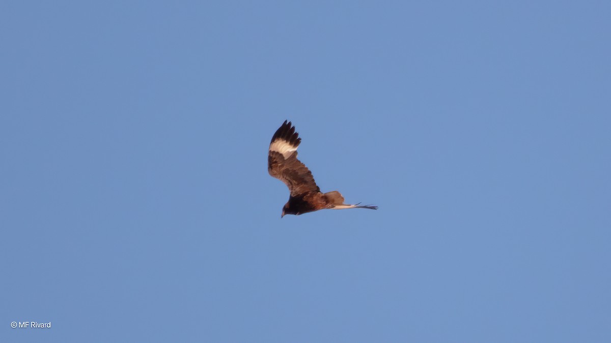 Black-breasted Kite - ML647074212