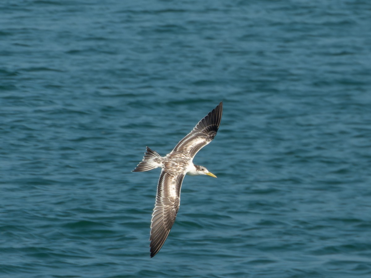 Great Crested Tern - ML647074217