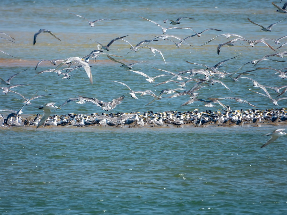 Great Crested Tern - ML647074218