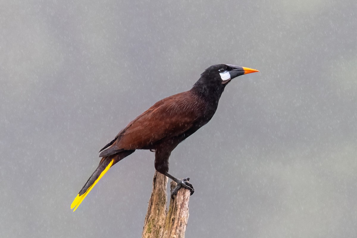 Montezuma Oropendola - ML647074220