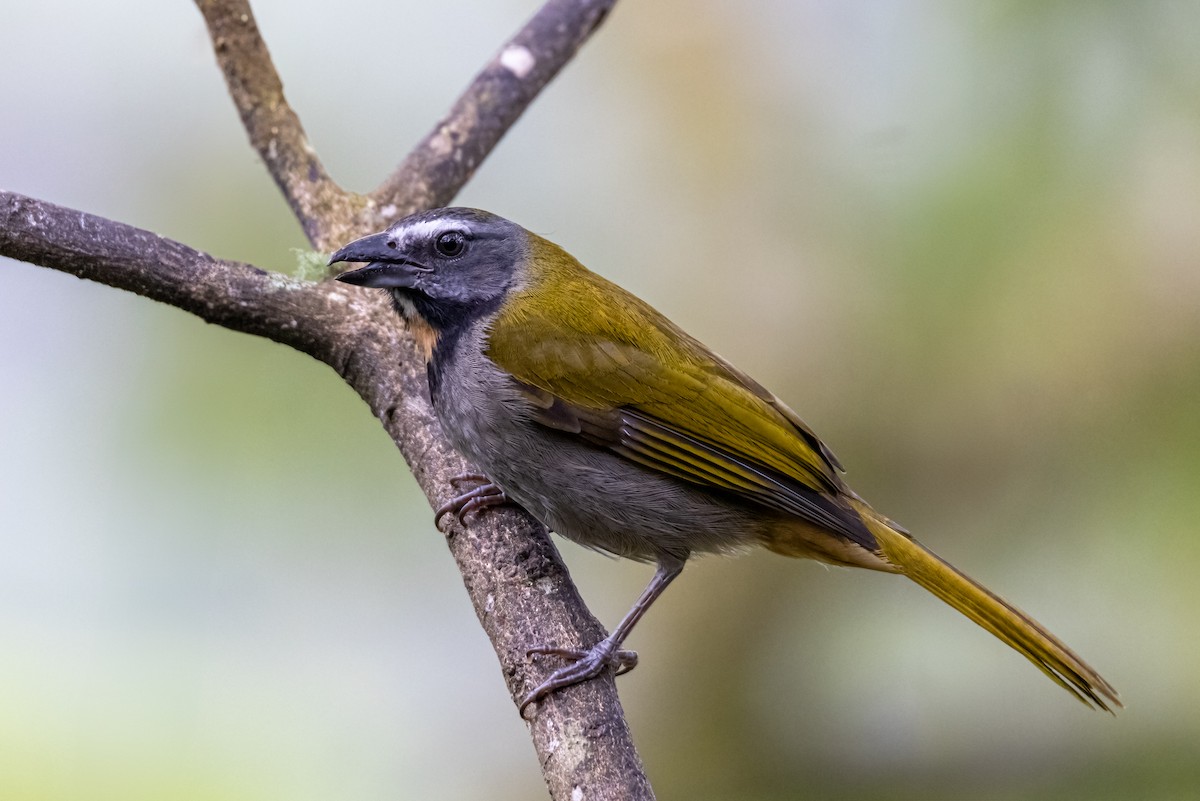 Buff-throated Saltator - ML647074223