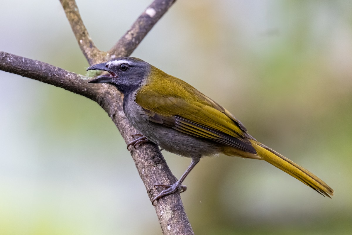 Buff-throated Saltator - ML647074224