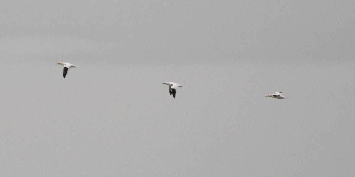 Alcatraz Atlántico - ML647074232