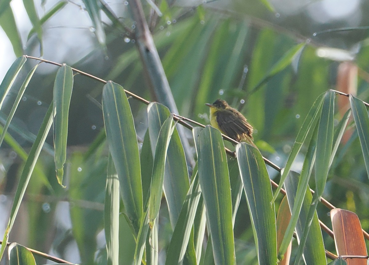 Hypolaïs jaune - ML647074243