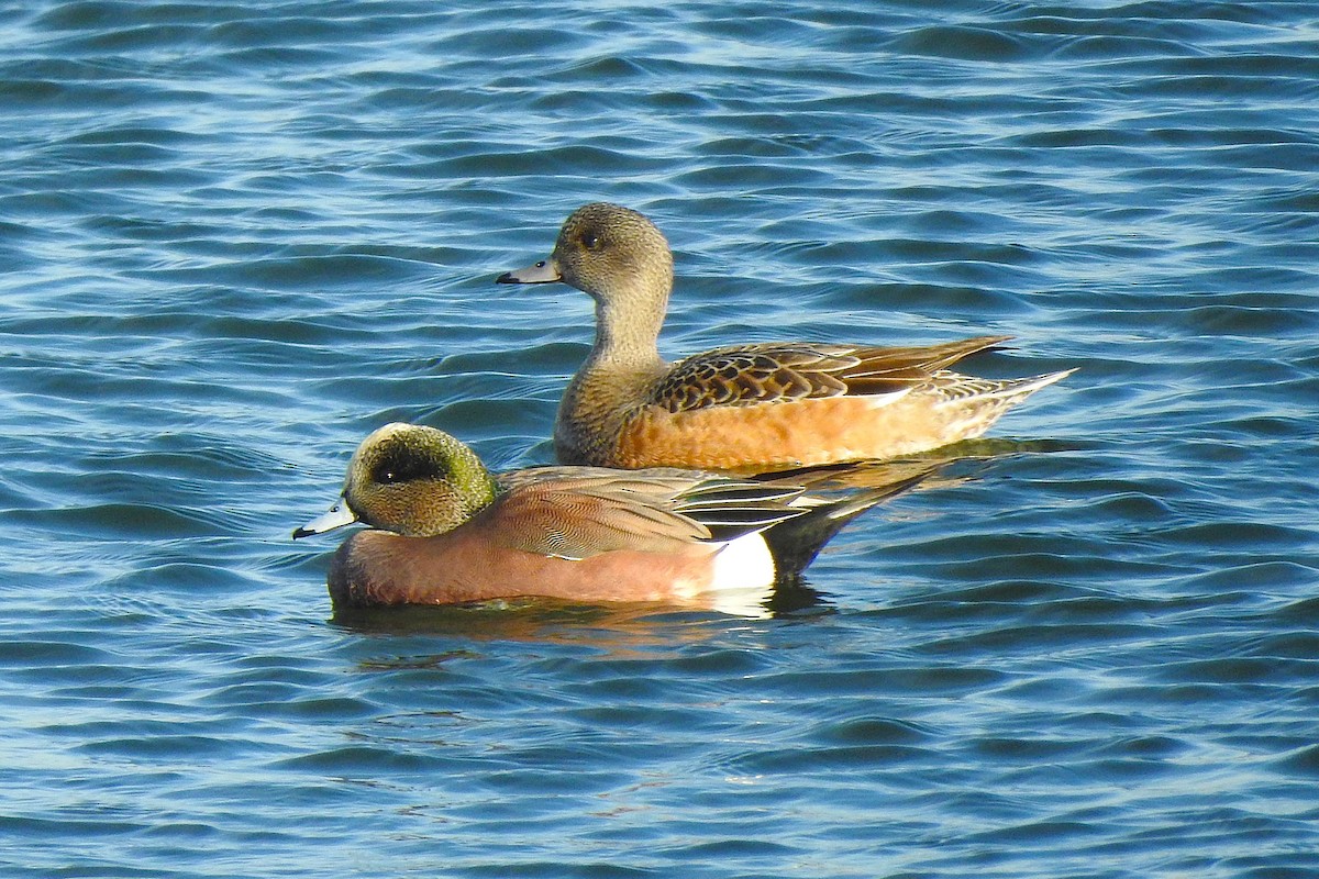 Fischione americano - ML647074255