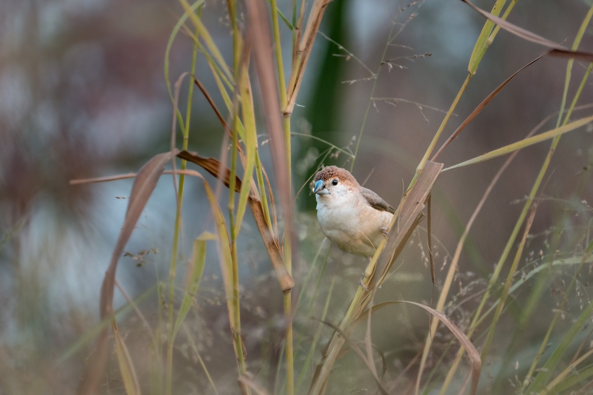 白喉文鳥 - ML647074256