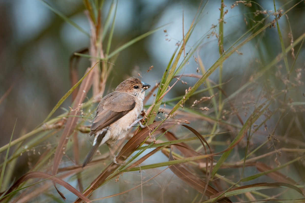 白喉文鳥 - ML647074257