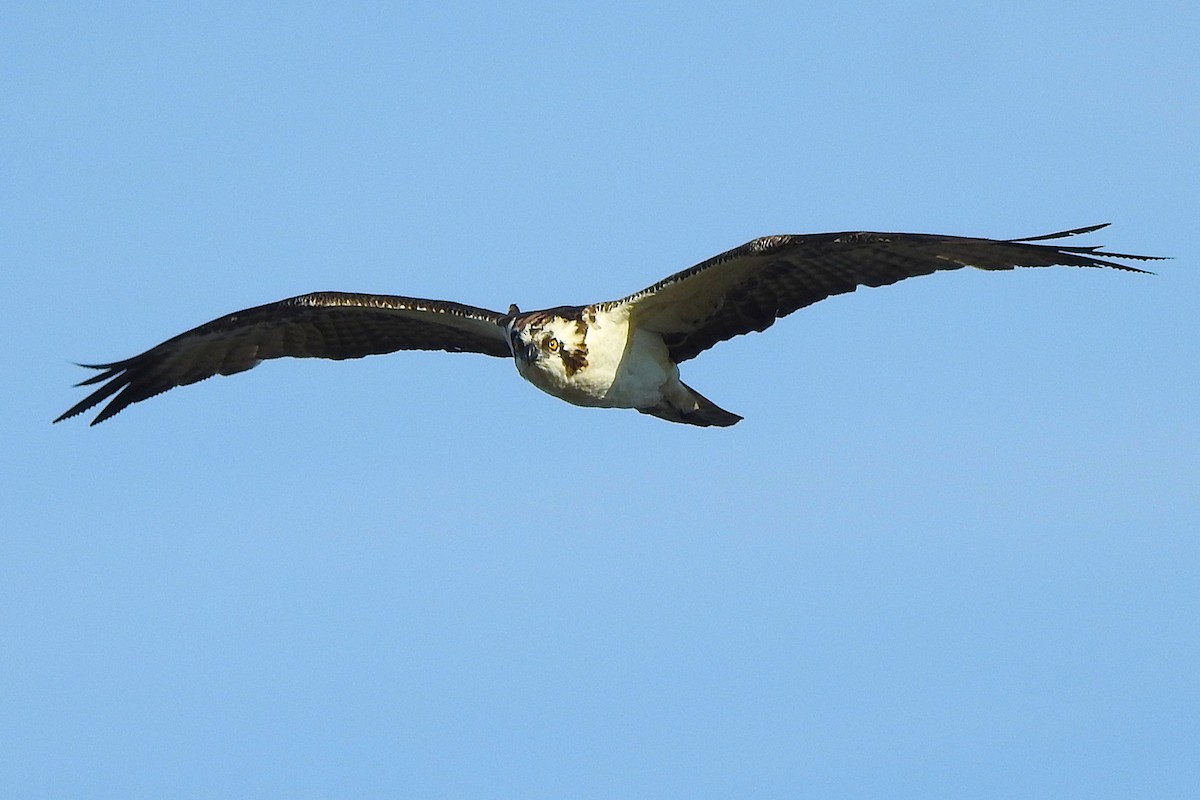 Falco pescatore - ML647074263