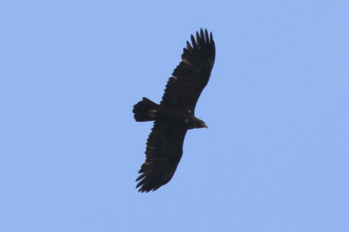 Тарважи бүргэд - ML647074275