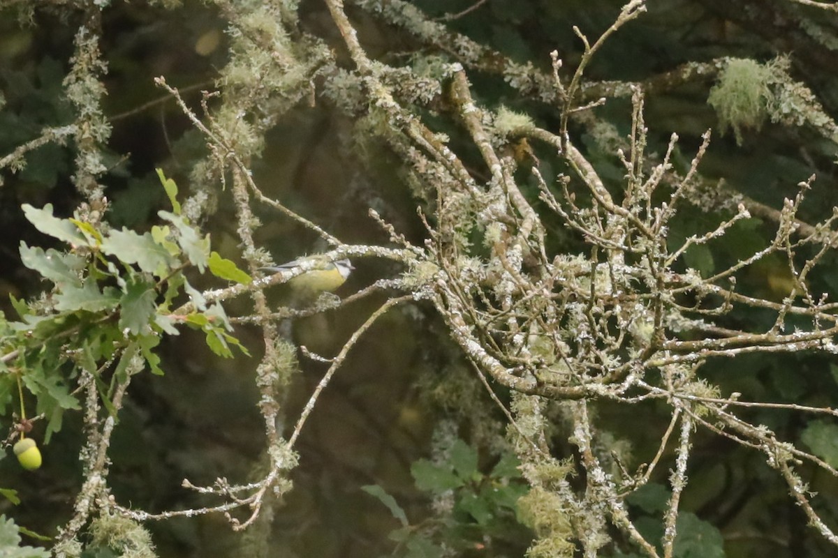 Eurasian Blue Tit - ML647074279