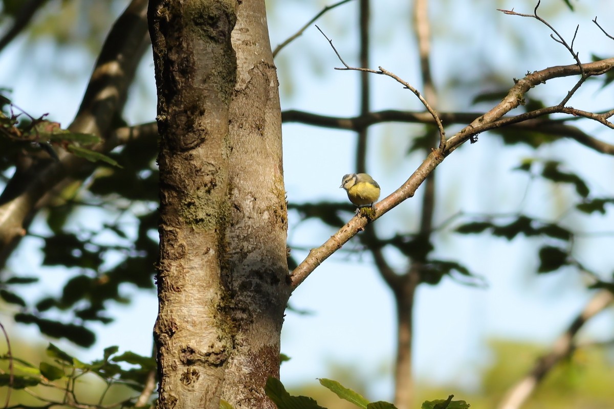 Eurasian Blue Tit - ML647074289