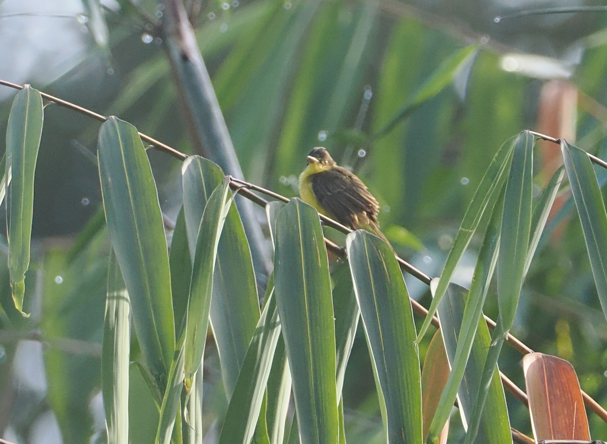 Hypolaïs jaune - ML647074297