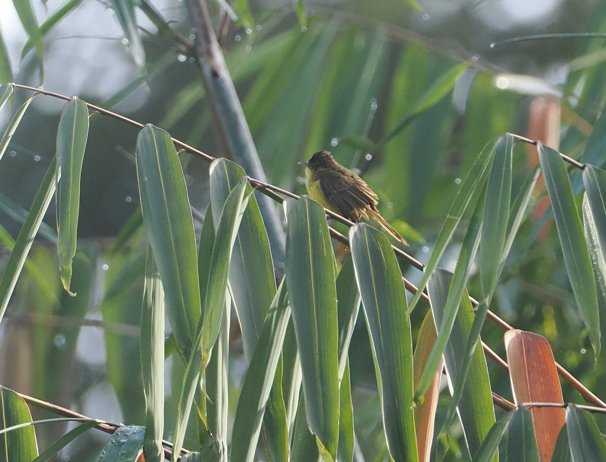 Hypolaïs jaune - ML647074298