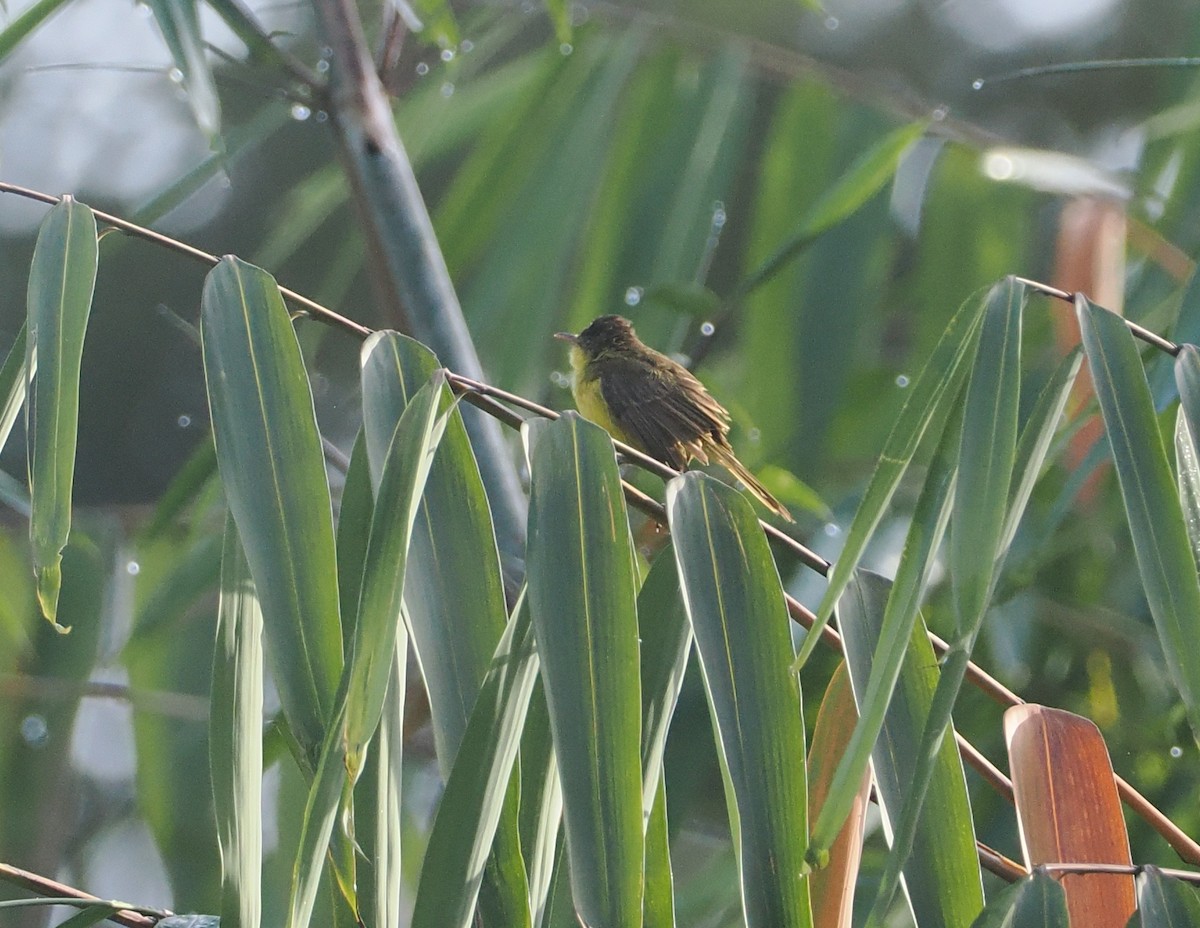 Hypolaïs jaune - ML647074299