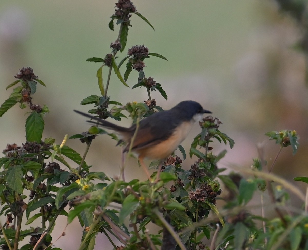 Ashy Prinia - ML647074300