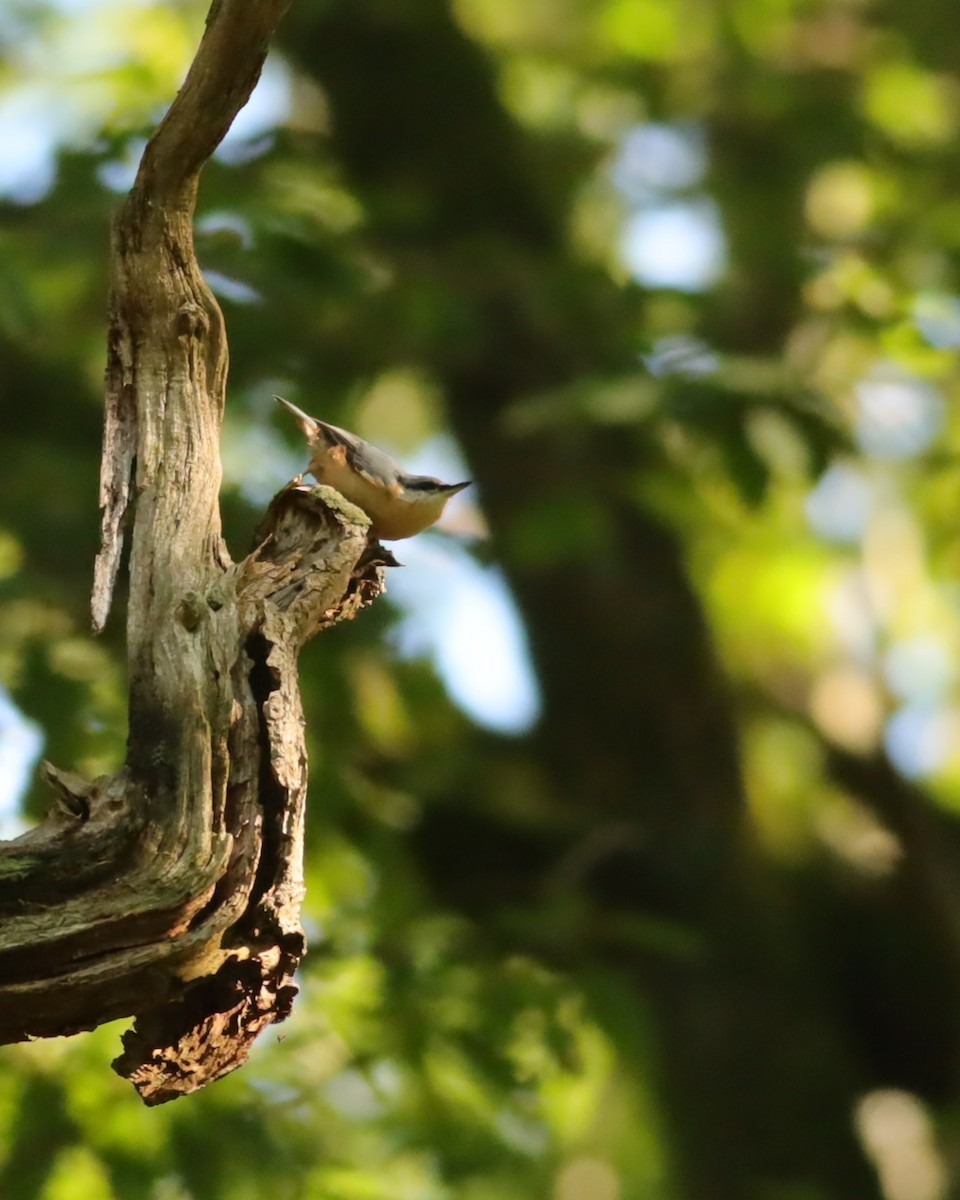 Eurasian Nuthatch - ML647074303