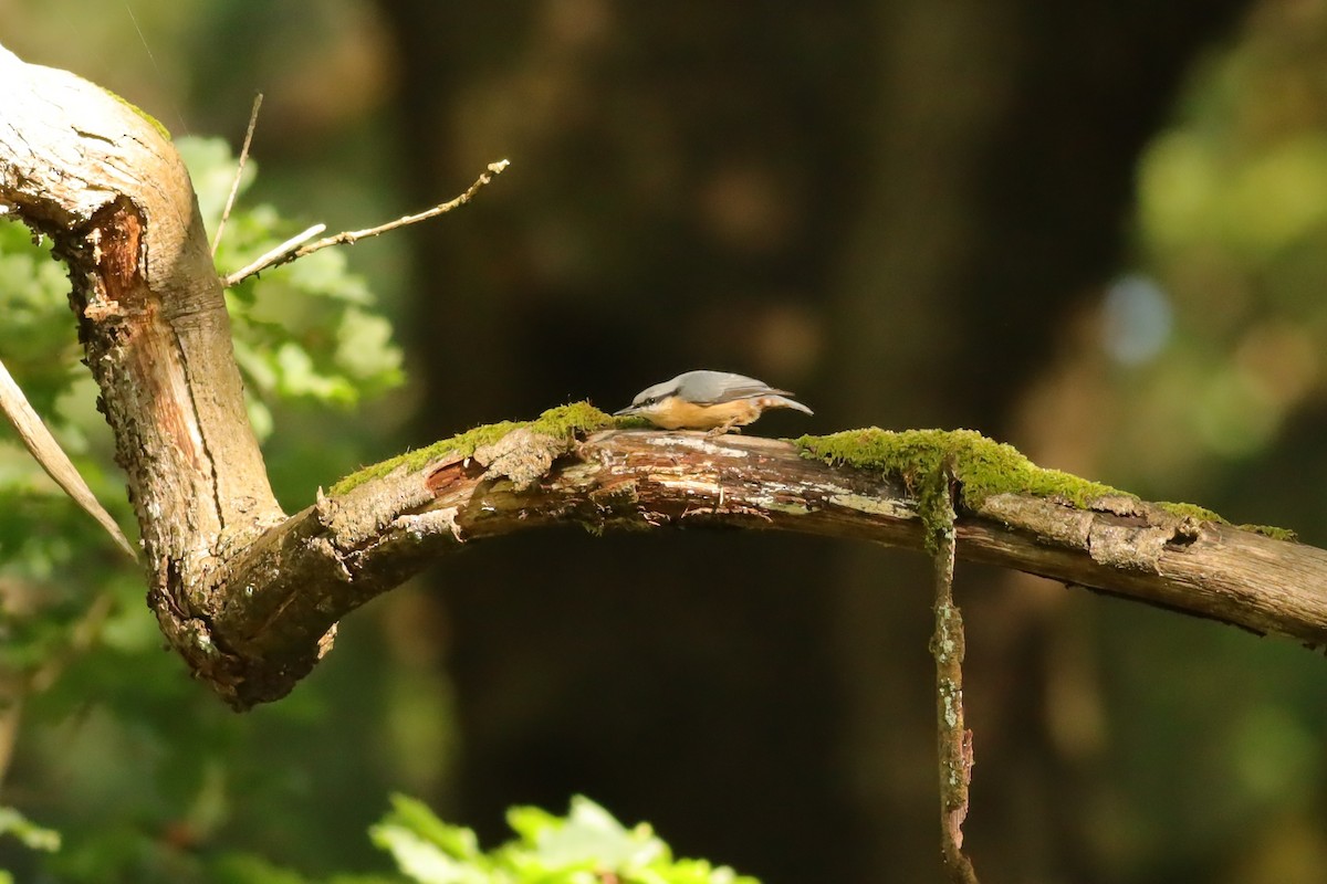 Eurasian Nuthatch - ML647074304