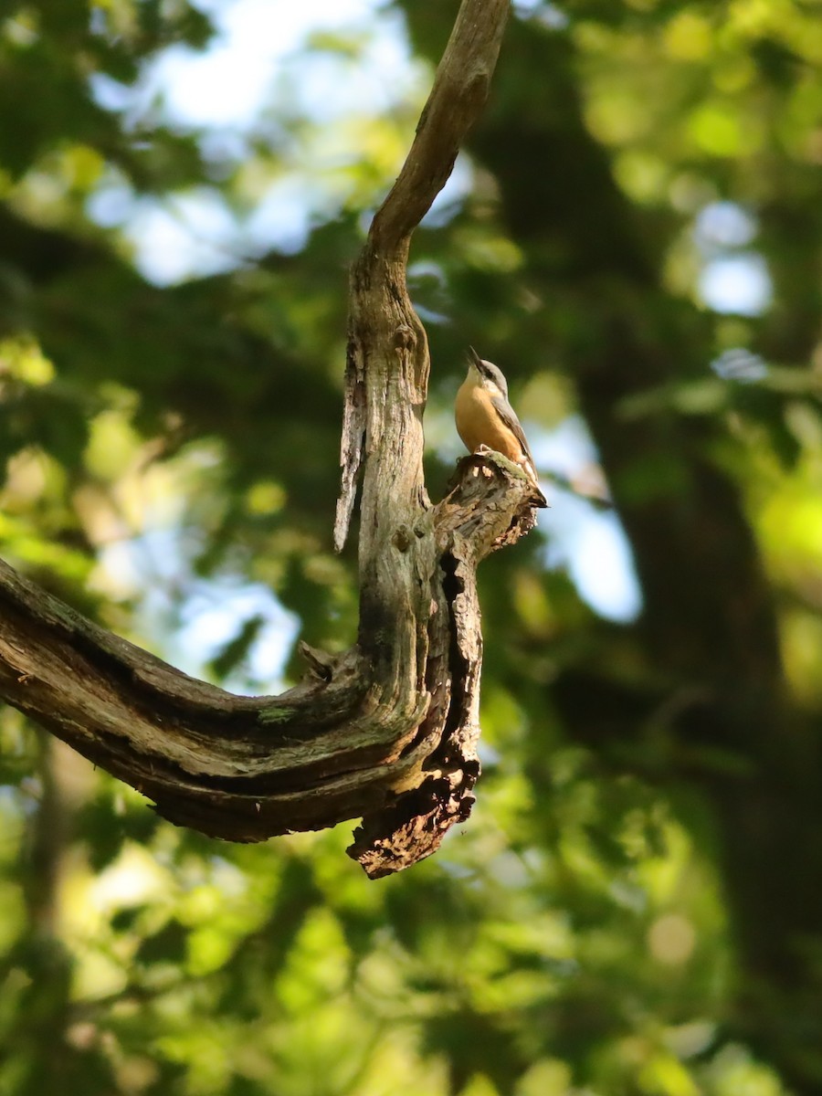 Eurasian Nuthatch - ML647074305