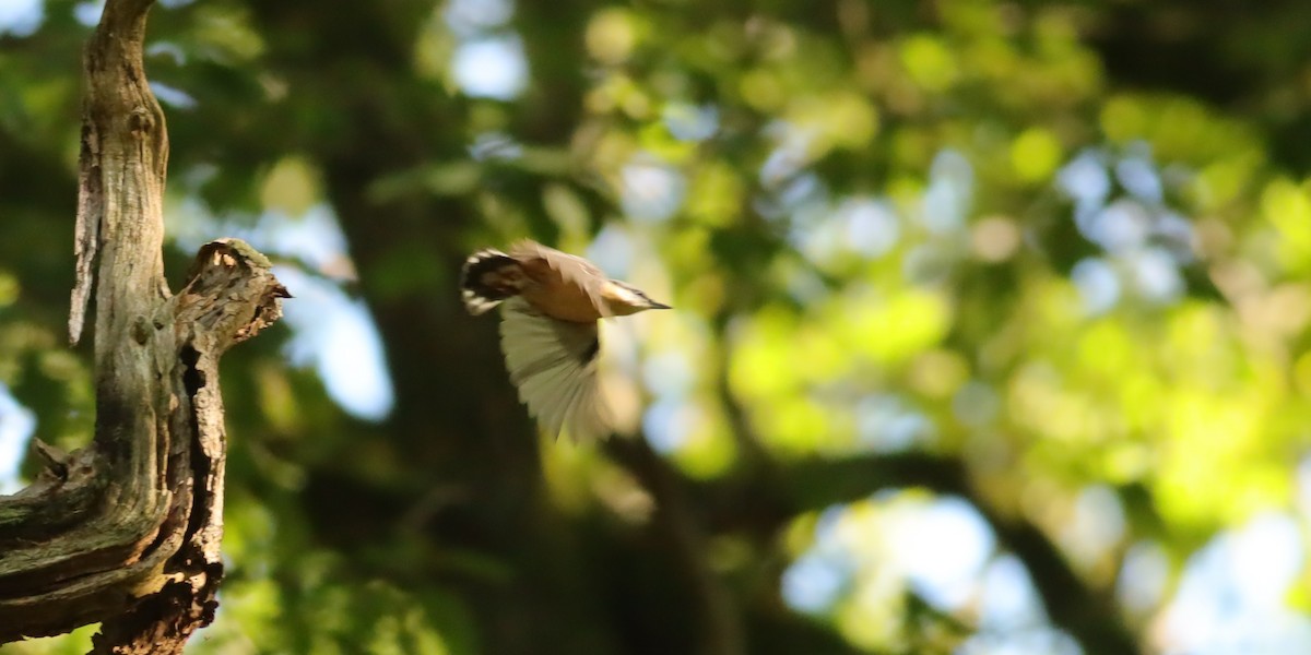 Eurasian Nuthatch - ML647074308