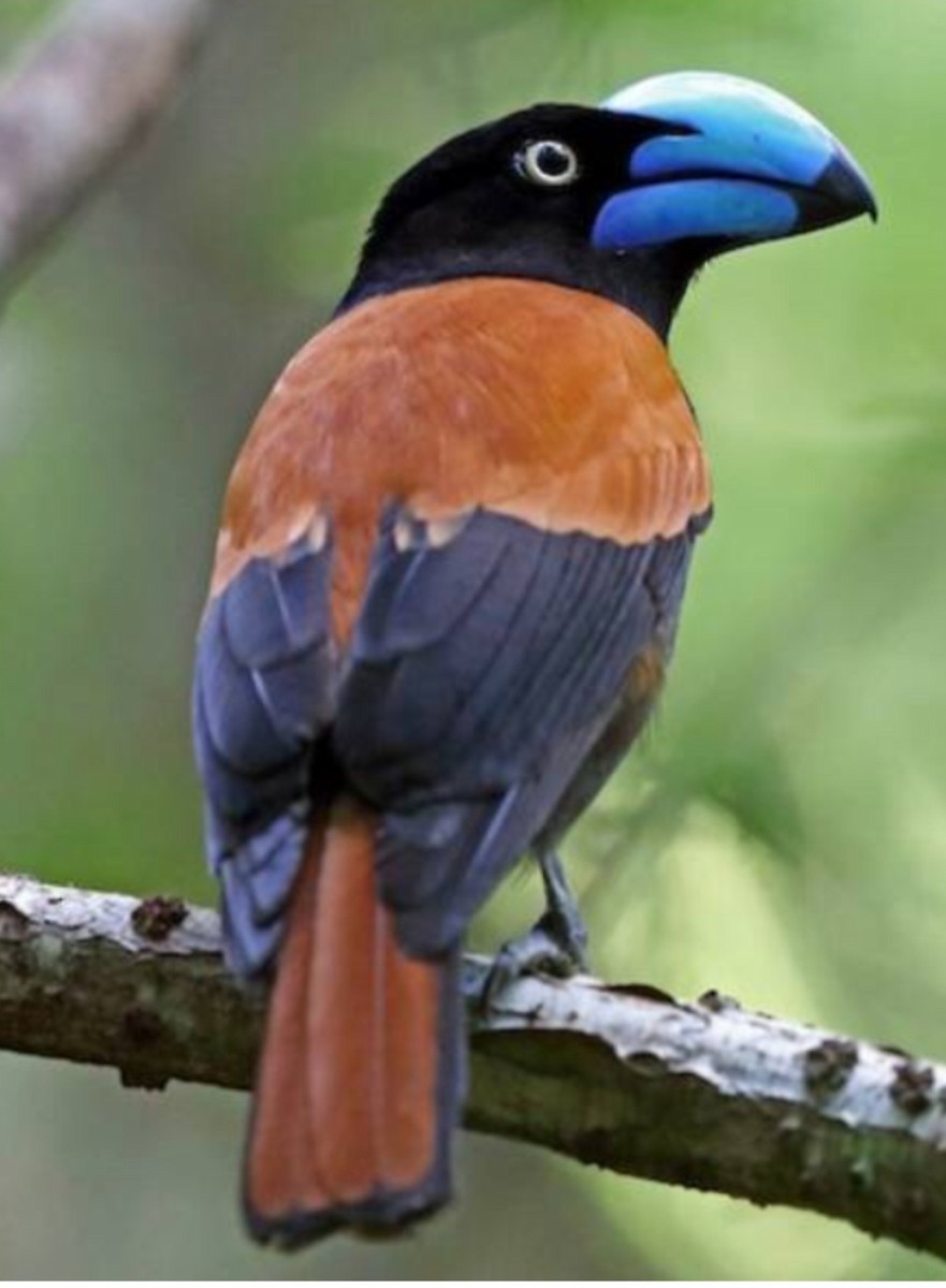 Helmet Vanga - ML647074309