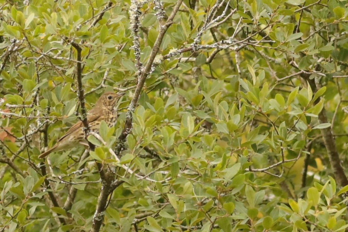 Song Thrush - ML647074310