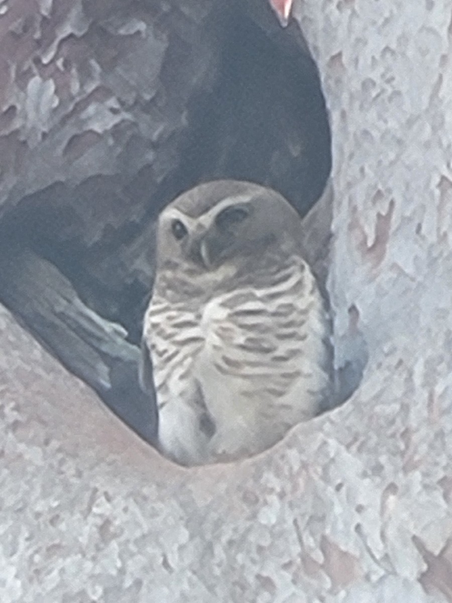 White-browed Owl - ML647074318