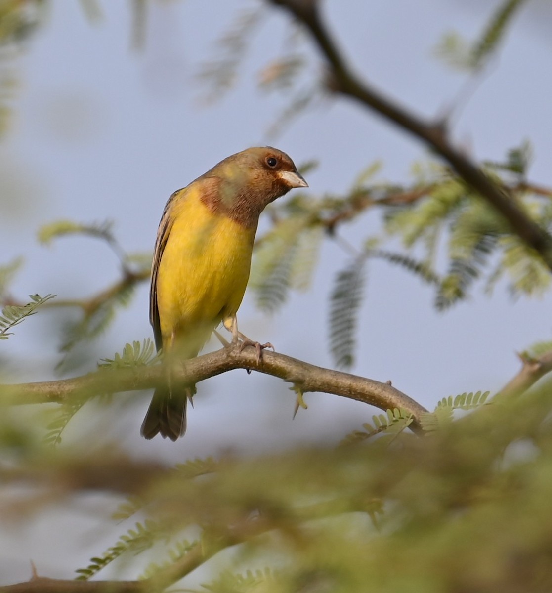 Escribano Carirrojo - ML647074319