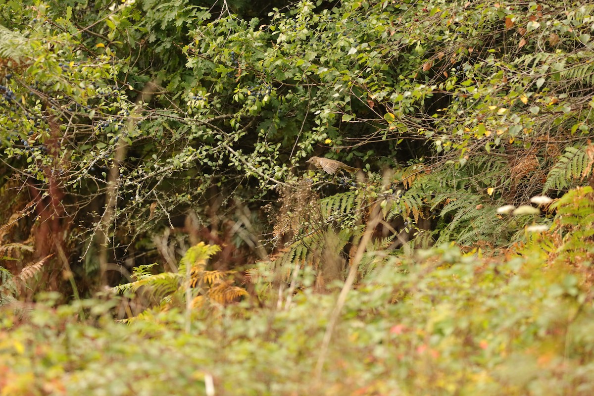 ニシクロウタドリ - ML647074322