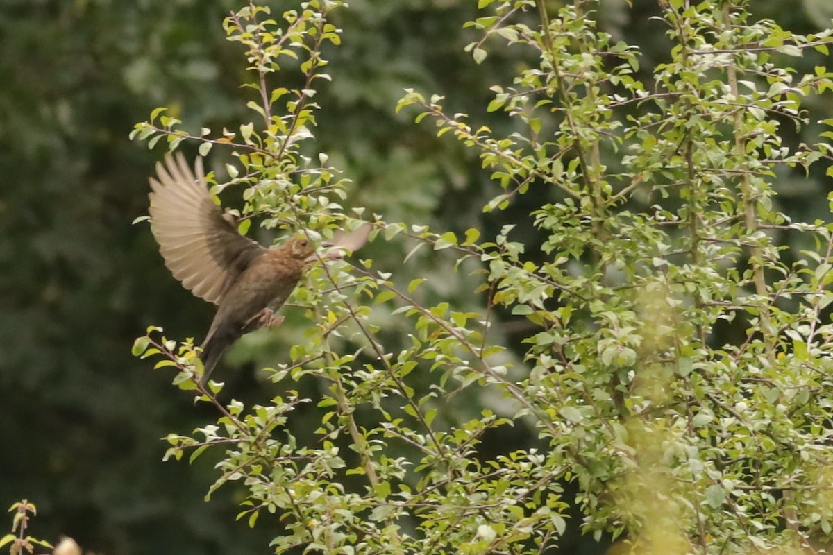 ニシクロウタドリ - ML647074326