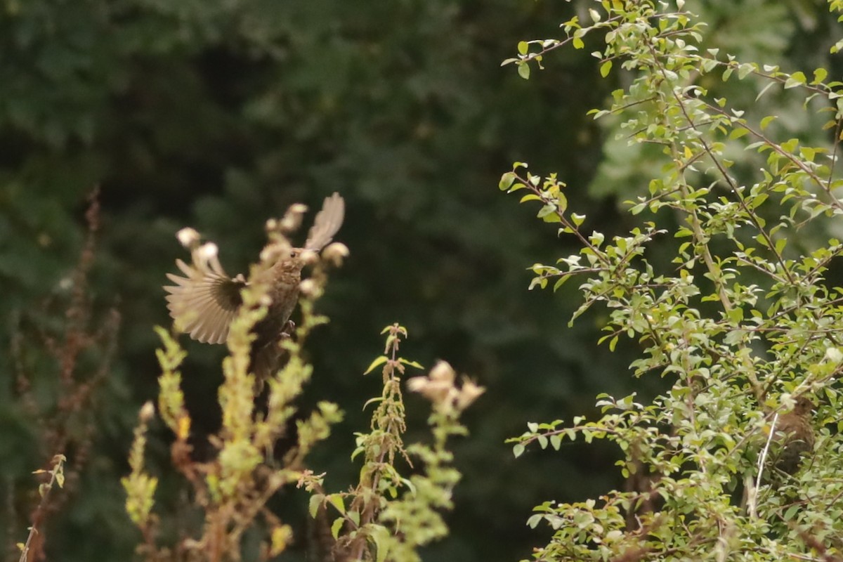 ニシクロウタドリ - ML647074328