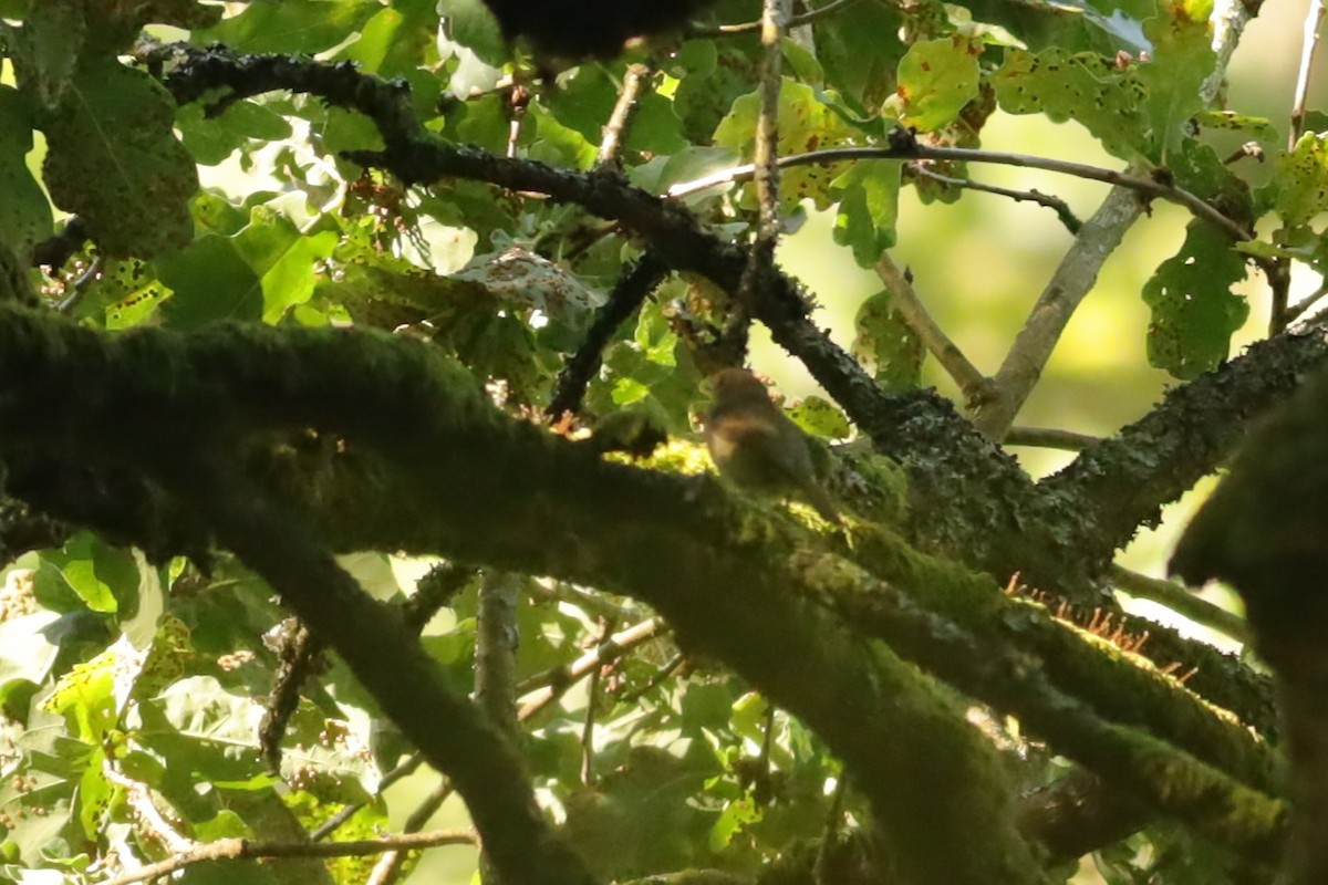 European Robin - ML647074329