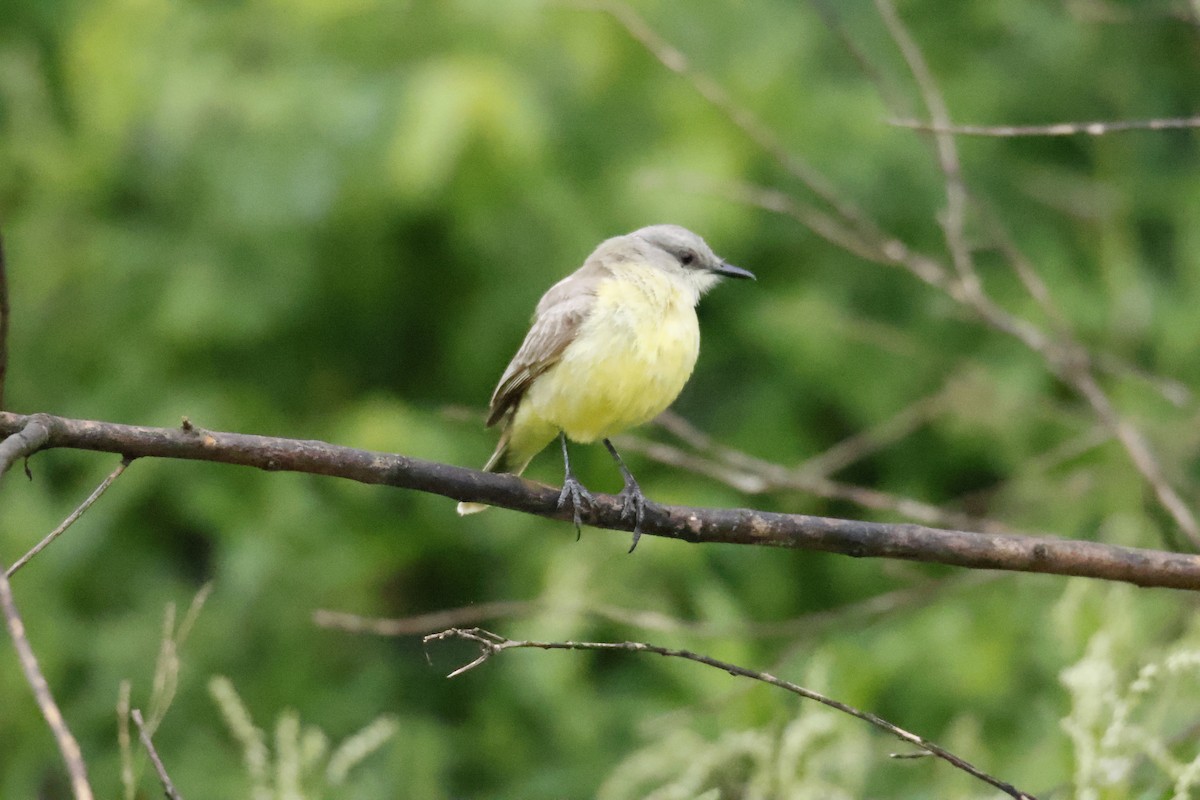 Cattle Tyrant - ML647074332