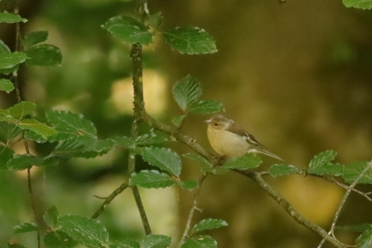 Common Chaffinch - ML647074333