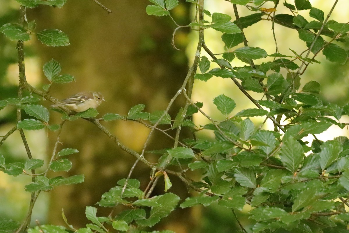 Common Chaffinch - ML647074334