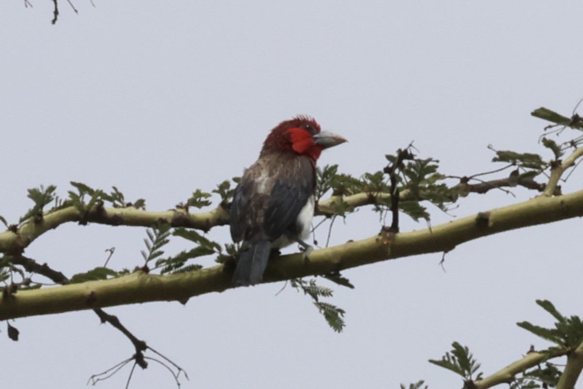 Brown-breasted Barbet - ML647074335