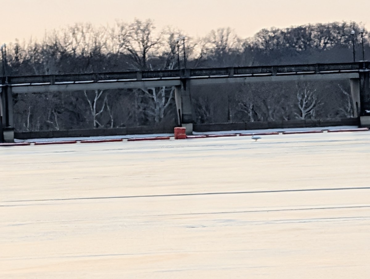 Лебідь-шипун - ML647074337