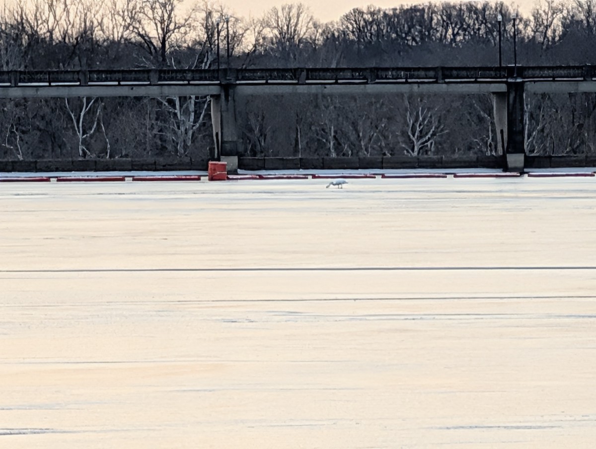 Лебідь-шипун - ML647074338