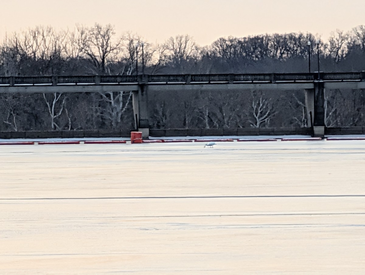 Лебідь-шипун - ML647074339