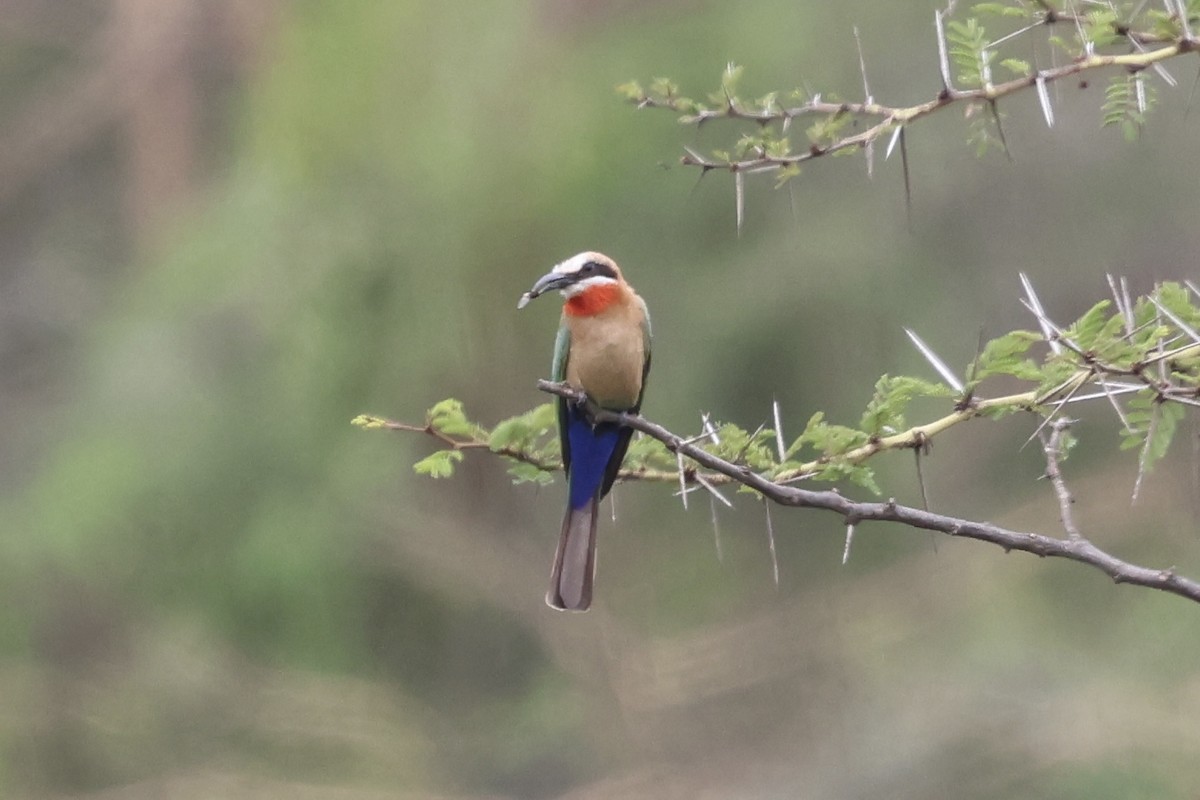 White-fronted Bee-eater - ML647074342