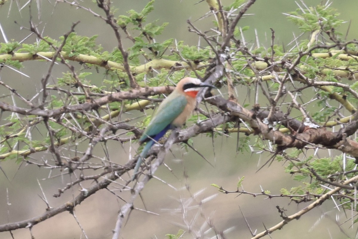 White-fronted Bee-eater - ML647074343