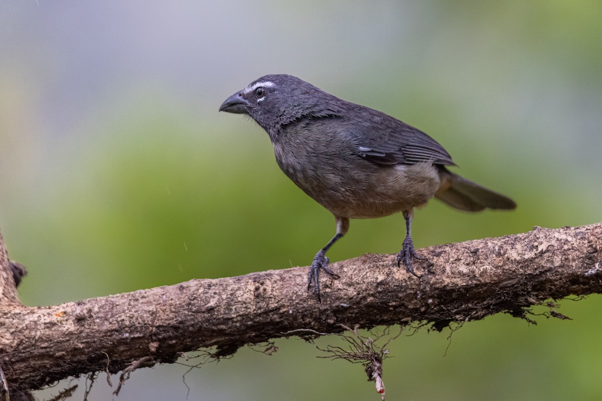 Kuzeyli Kurşuni Saltator - ML647074344