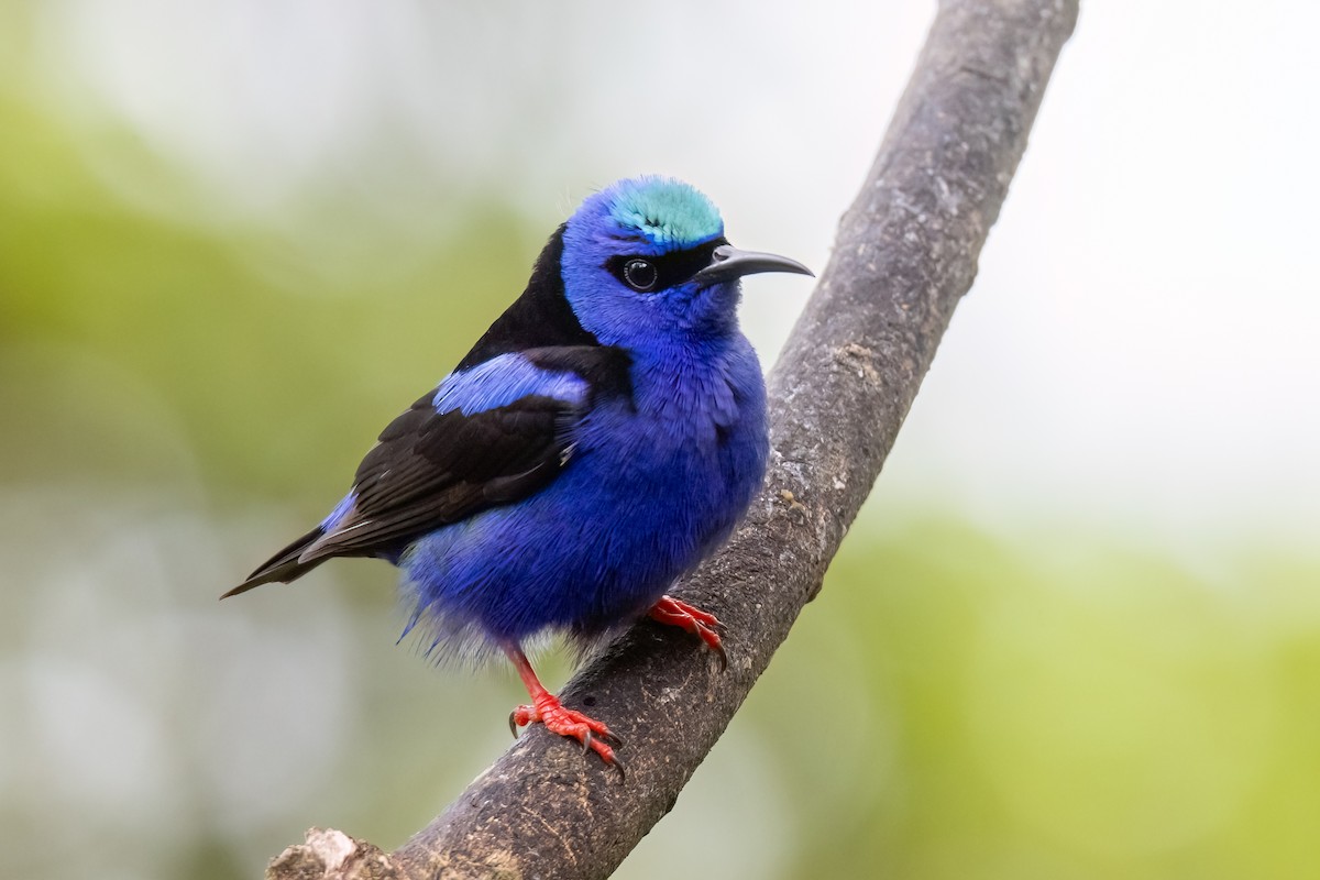 Red-legged Honeycreeper - ML647074346