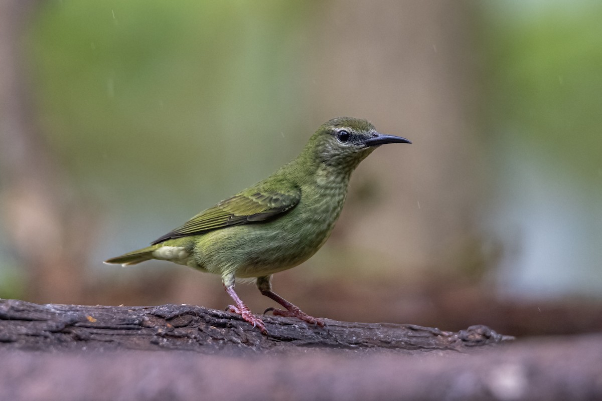 Red-legged Honeycreeper - ML647074347