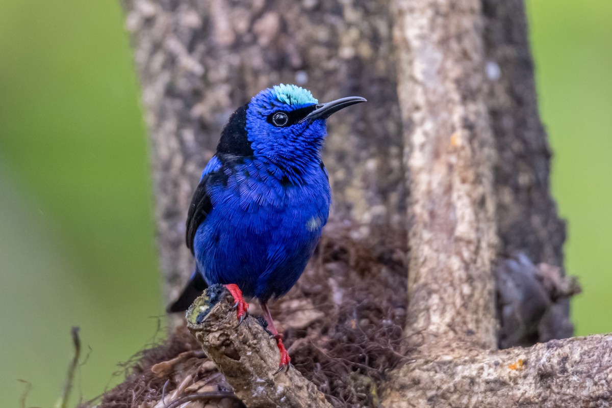 Red-legged Honeycreeper - ML647074348